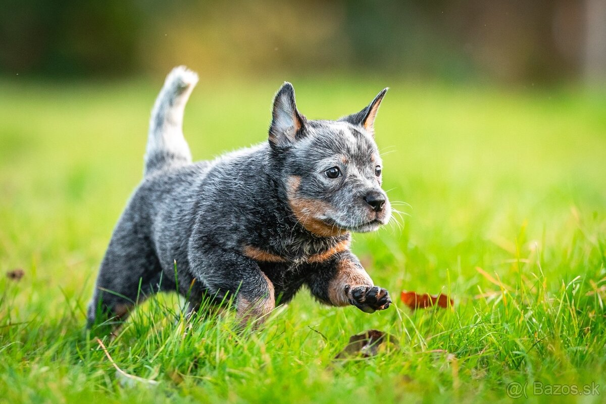 Australský dobytkarský pes s PP, ACD - 3