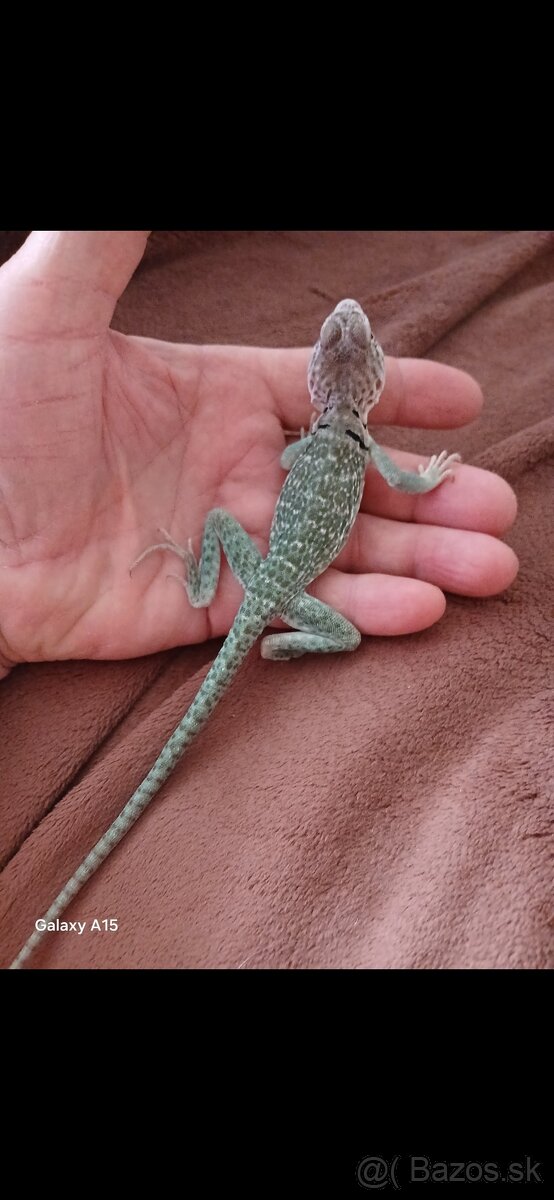 Leguanik obojkovy - 3