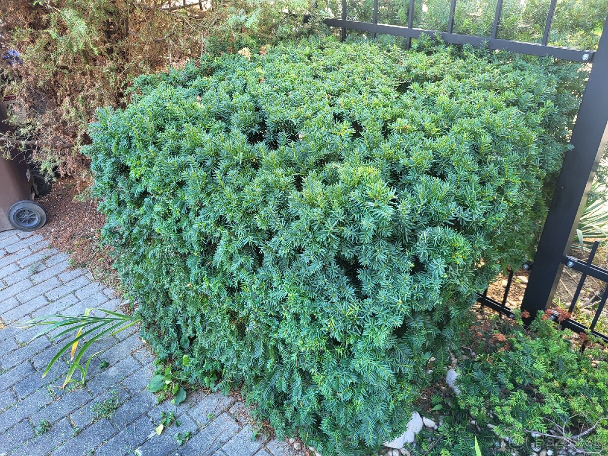 STRIHANIE ZIVEHO PLOTU - 3