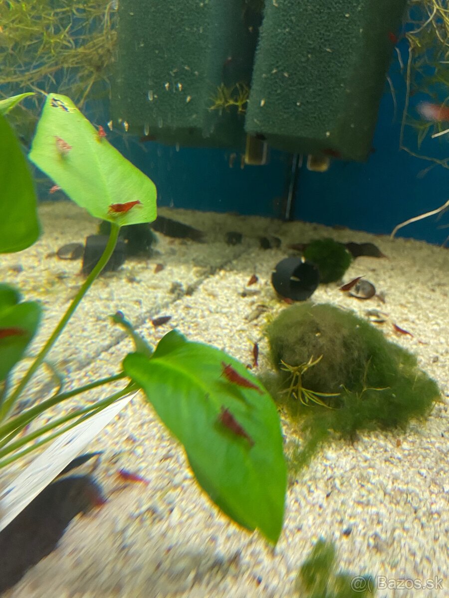 Predám červené krevetky - 3