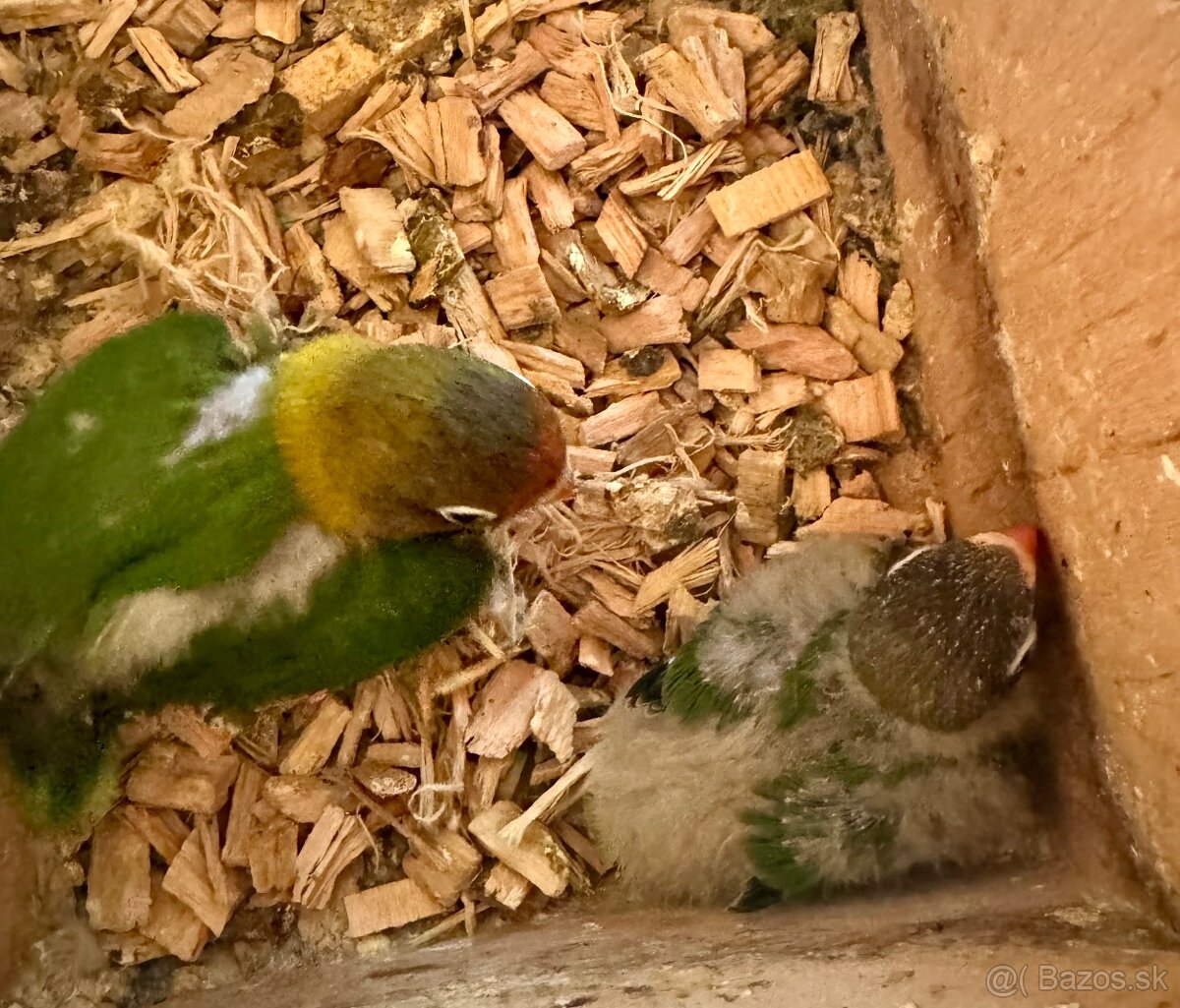 Agapornisy + klietka - 3