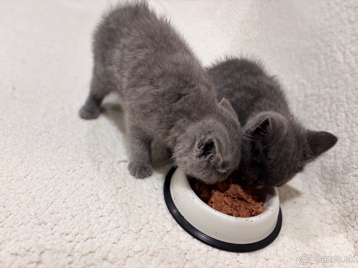 Britské maciatka - 3