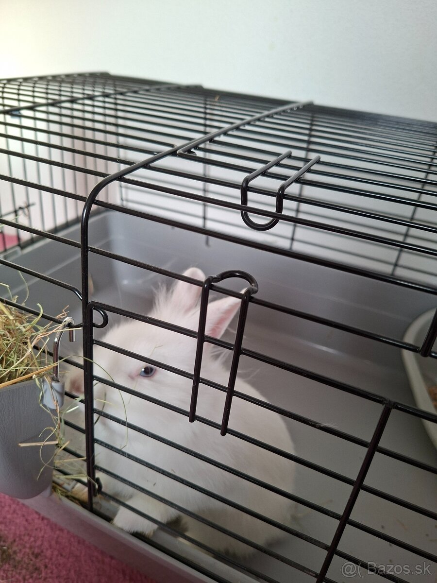 Zakrsly králik levík s modrými očkami - 3