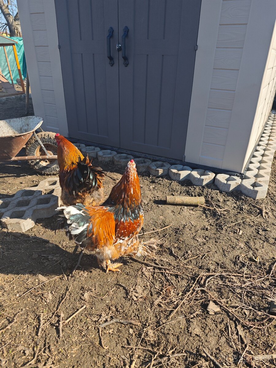 Kohúty Brahamn Splash a Liliput millefleur - 3