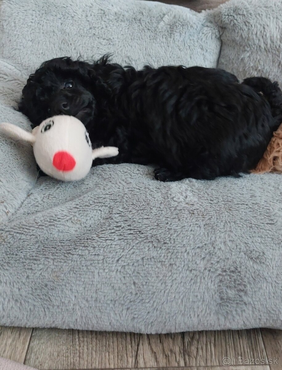 Psík pudel /pudlík/ s PP - 3