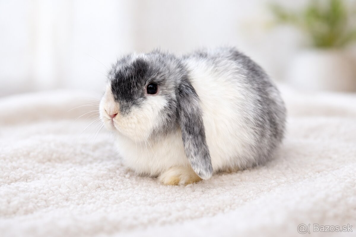 minilop samička 🐰❤️ - 3