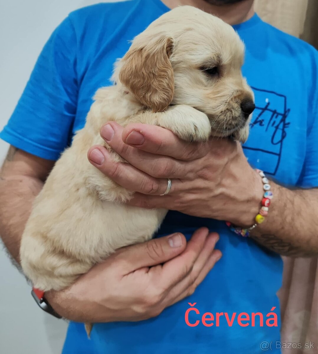 Zlatý Retriever - 3