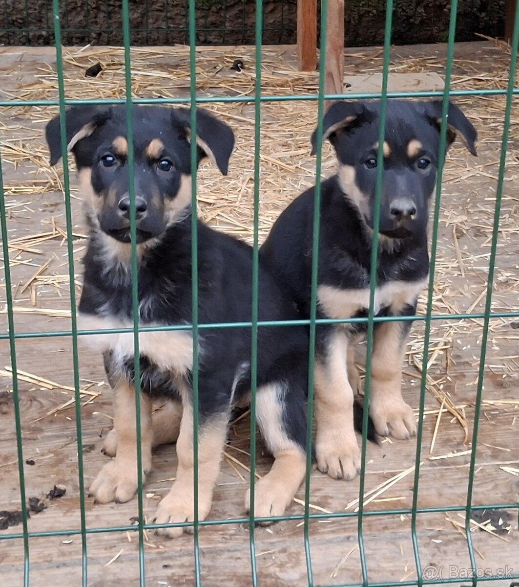 Nemecký ovčiak šteniatka - 3