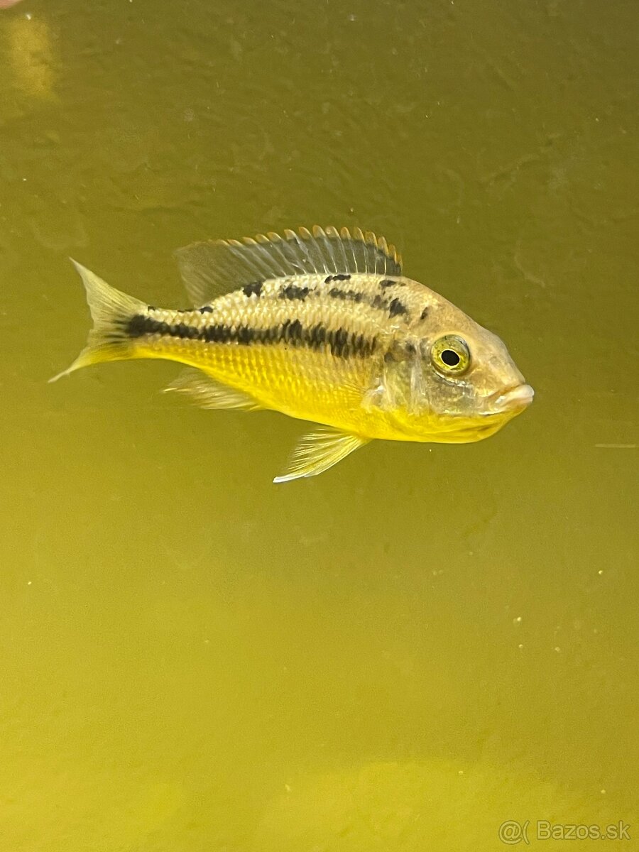 Predam cichlidy protomelas taeniolatus namalenje island - 3