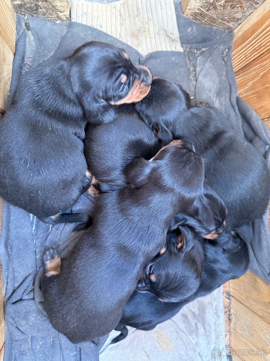 Jazvečík trpaslíči - 3