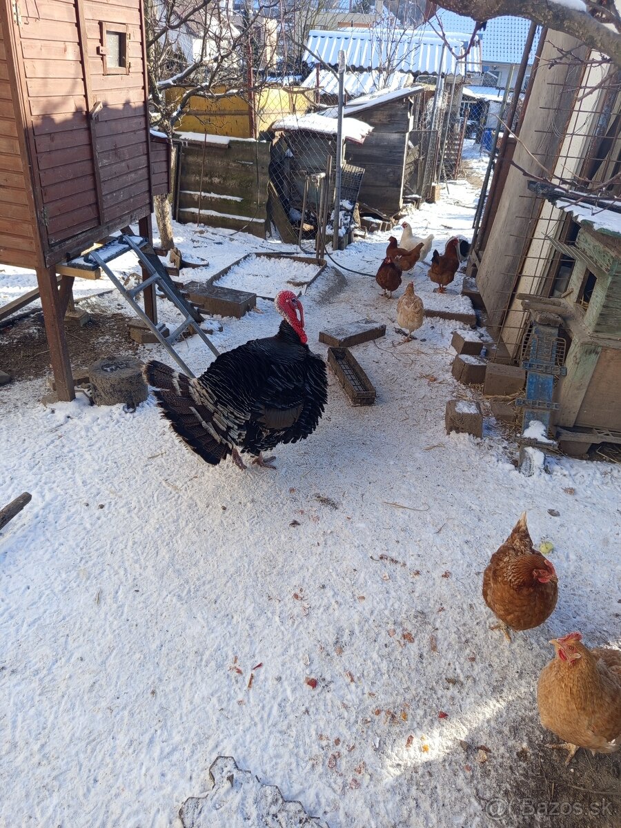 Moriak bronzový - 3