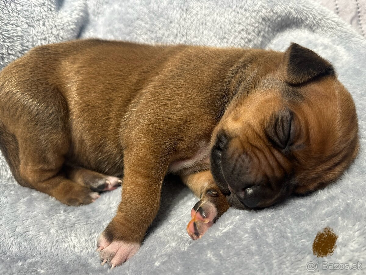 Rhodesian Ridgeback s preukazom pôvodu - 3