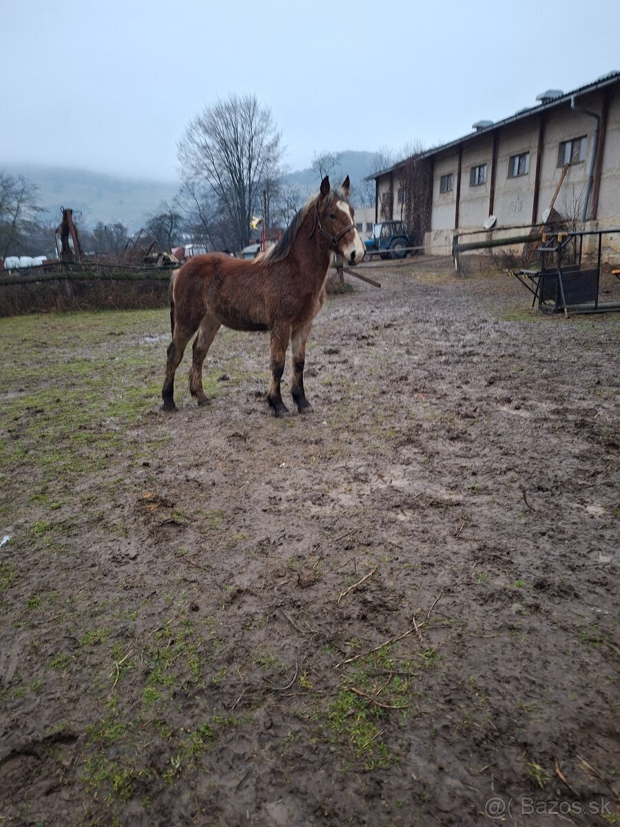 Predam tazne zriebata - 3