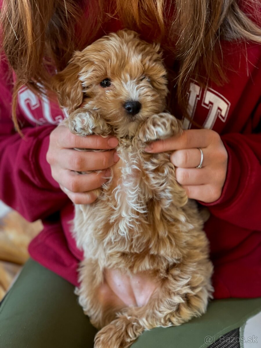 Predám luxusné šteniatko maltipoo mini fenku - 3