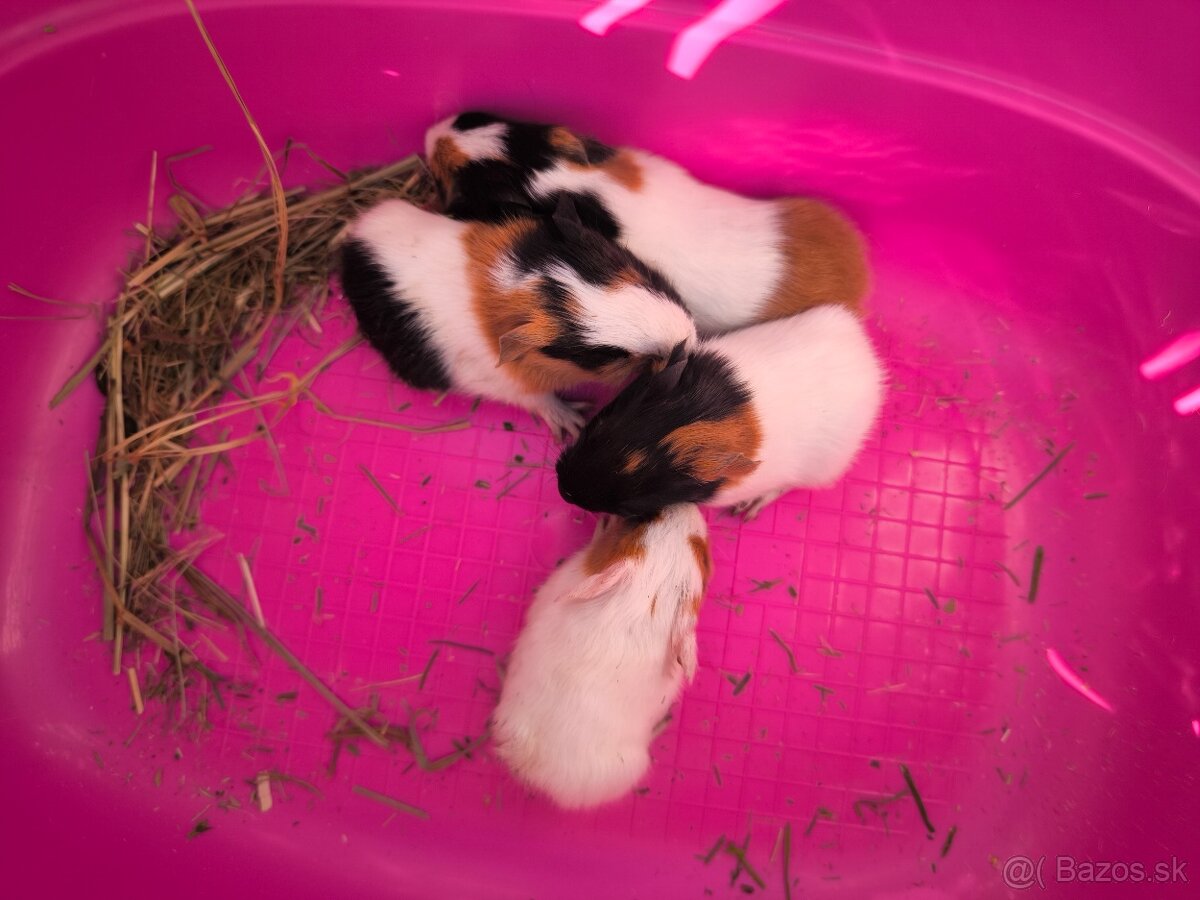 Morské prasiatka - 3