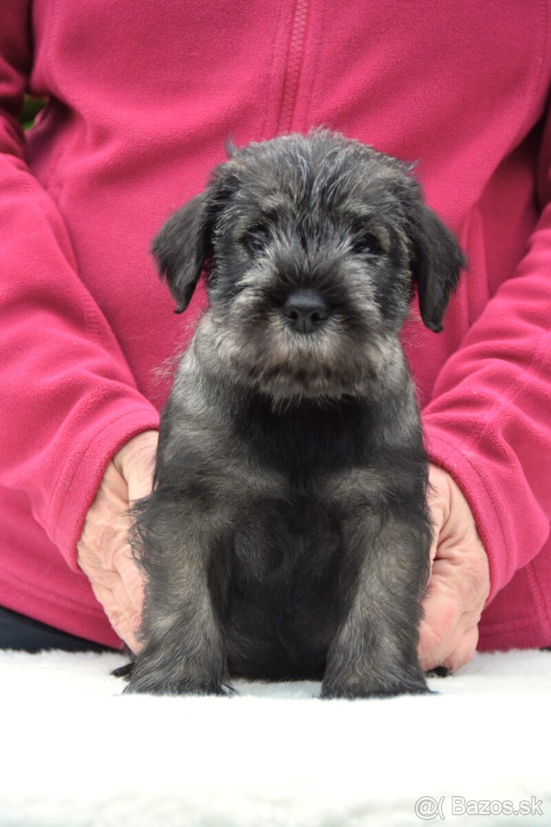 Knírač střední pepř a sůl, štěňata s PP - 3