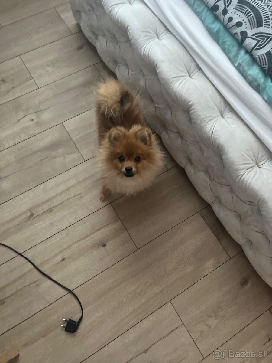 Pomeranian - 3
