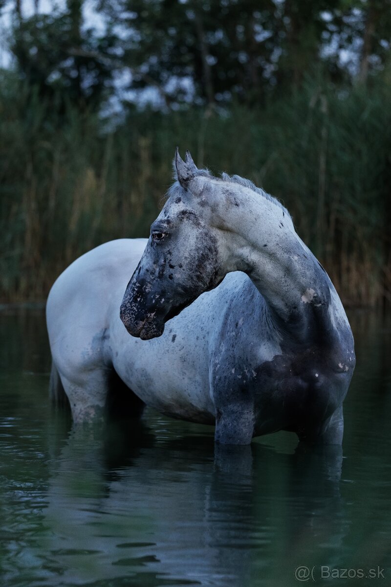 Všestranný Appaloosa na predaj - 3