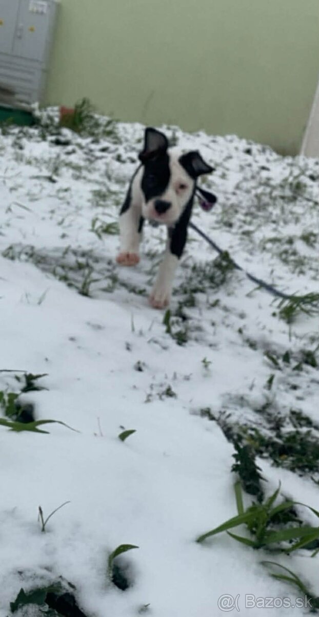 Predám Američan Bull xl - 3