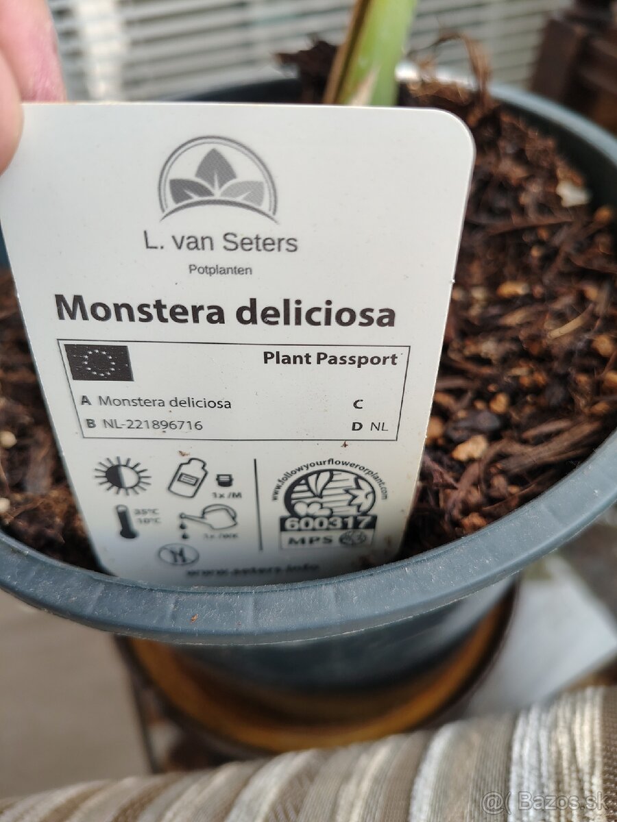 Monstera deliciosa - 3