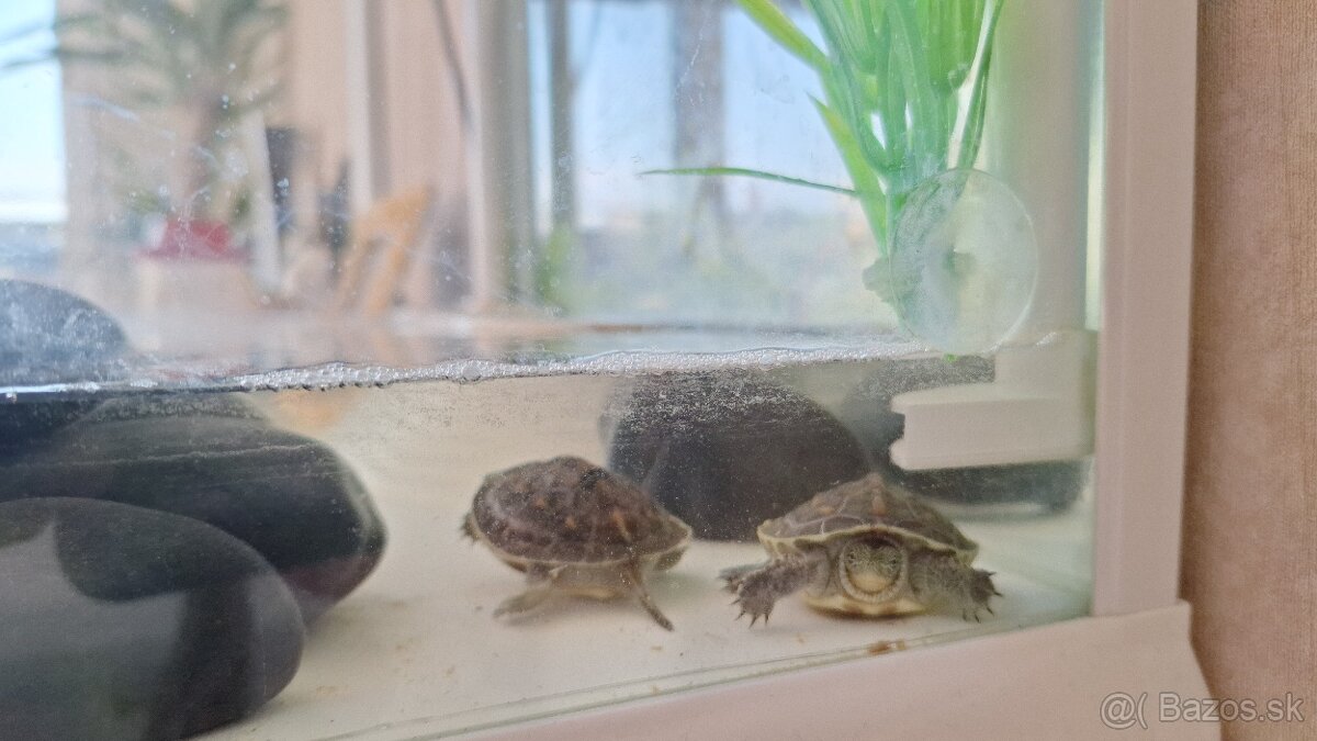 Korytnačky a akvárium - 3