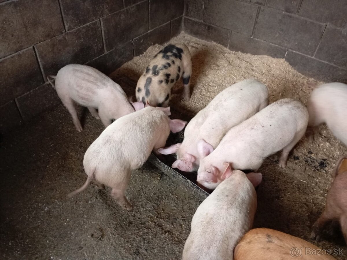 Predám odstavčata ošípané - 3