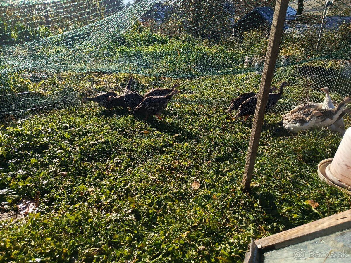 Predám perlicky - 3