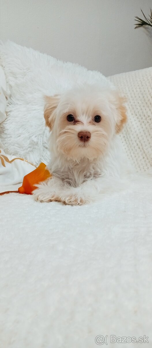 Yorkshire terrier golddust - 3