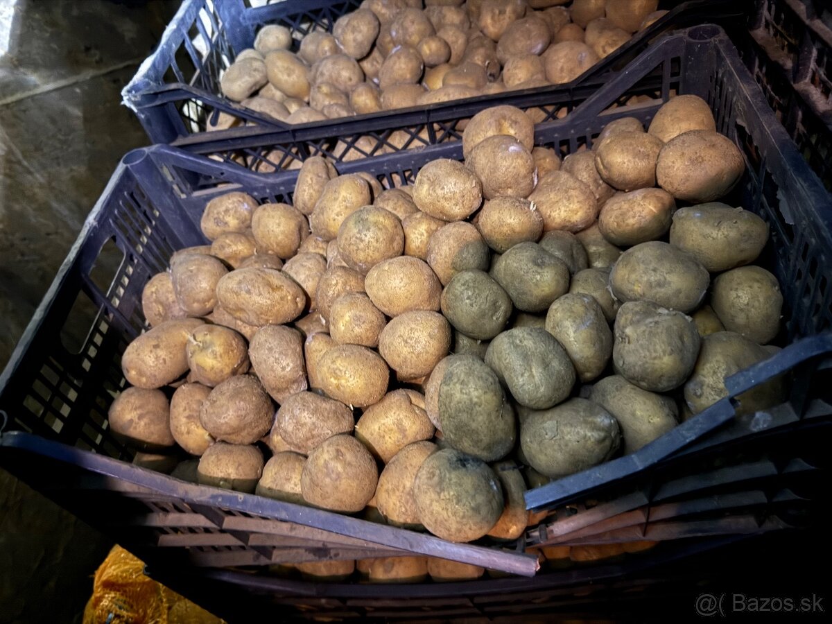 Sadbové zemiaky soraya - 3