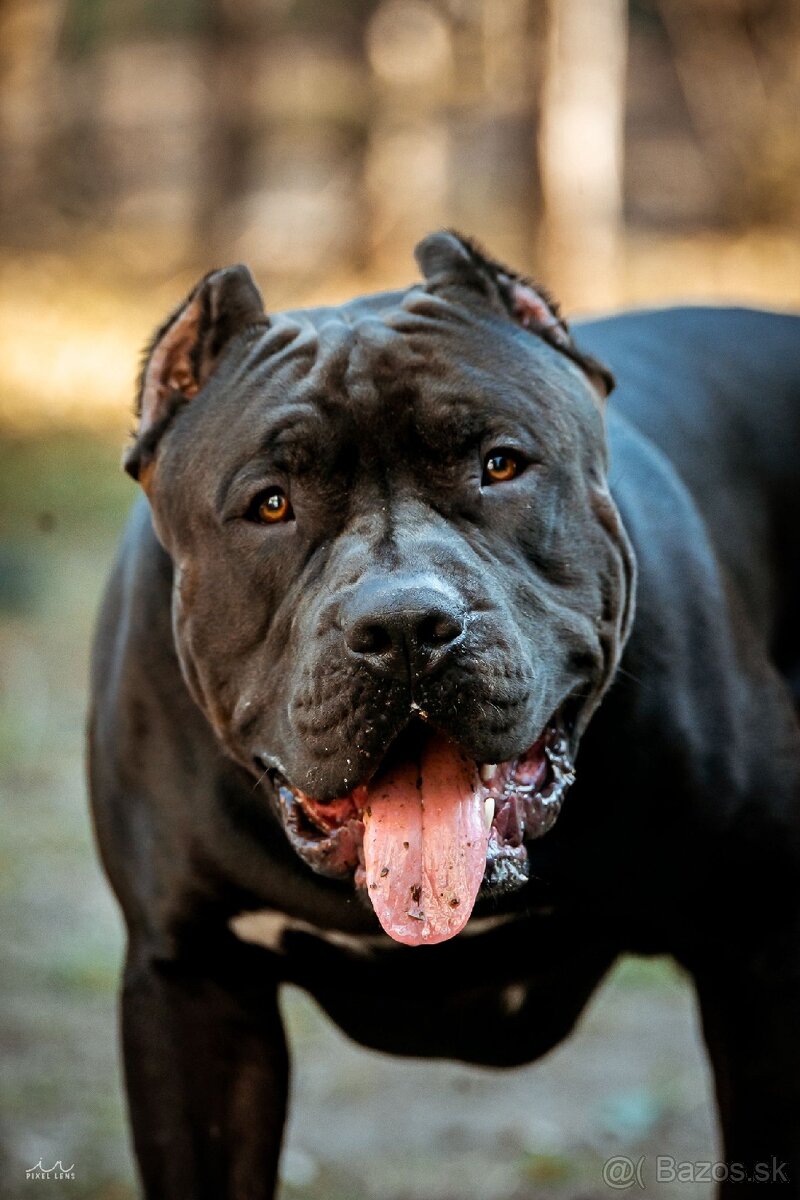 American Bully XL krytie - 3