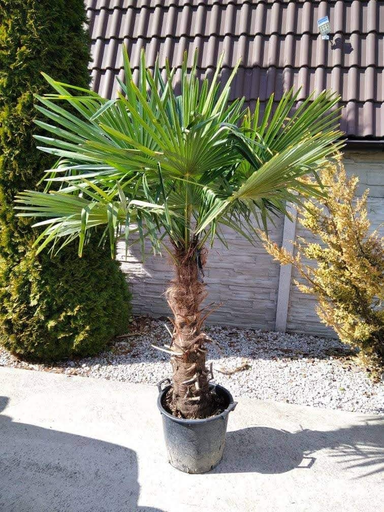 Mrazuvzdorne palmy Trachycarpus Fortunei - 3