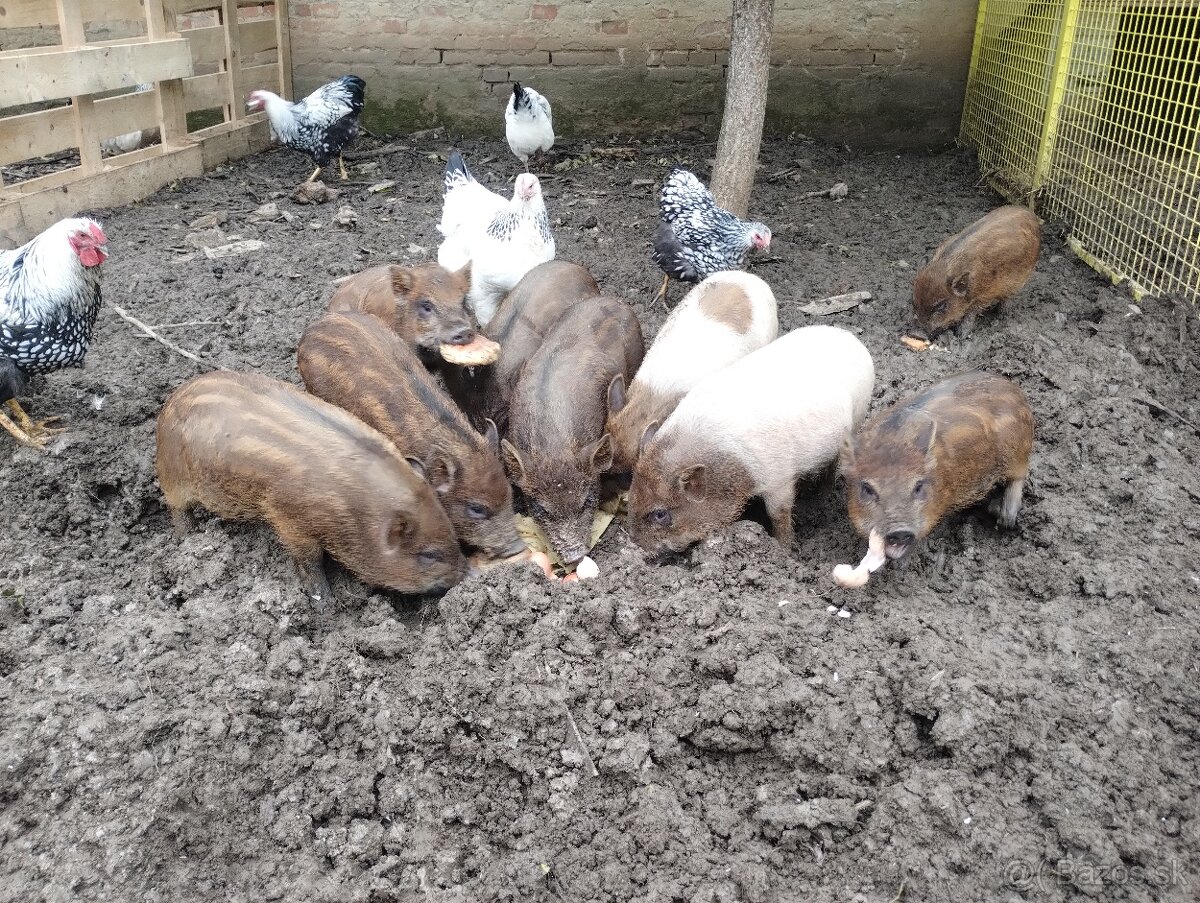 Odstavčata prasiatka prasa - 3