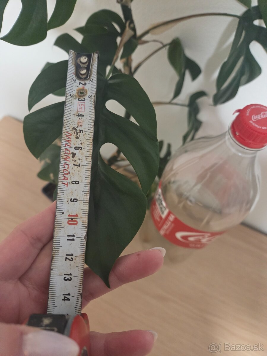 Monstera minima vyska 52 cm - 3