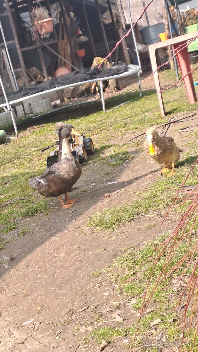 Chocholate kacice - 3