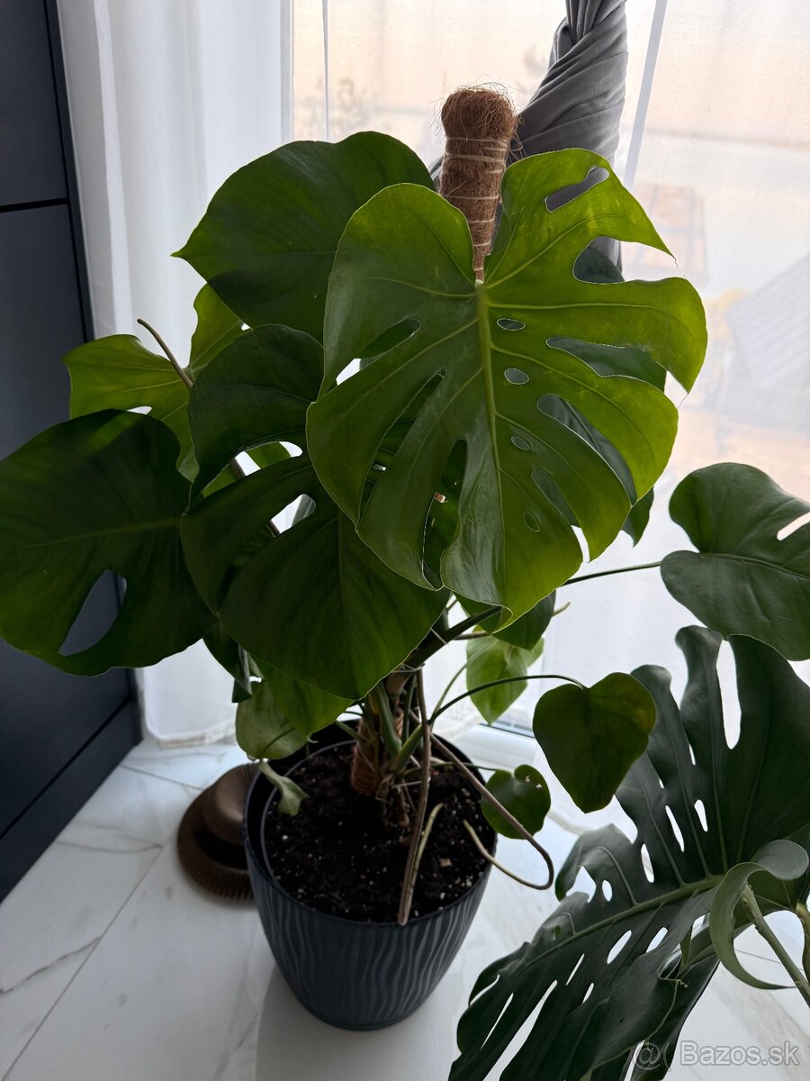 MONSTERA - 3