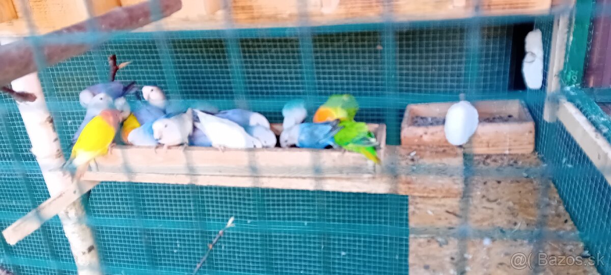 AGAPORNIS RUŽOVOHRDLY - 3