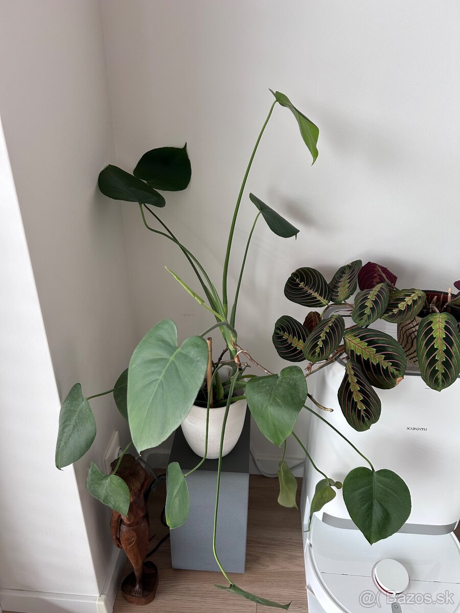 Izbové rastliny menšie - 3