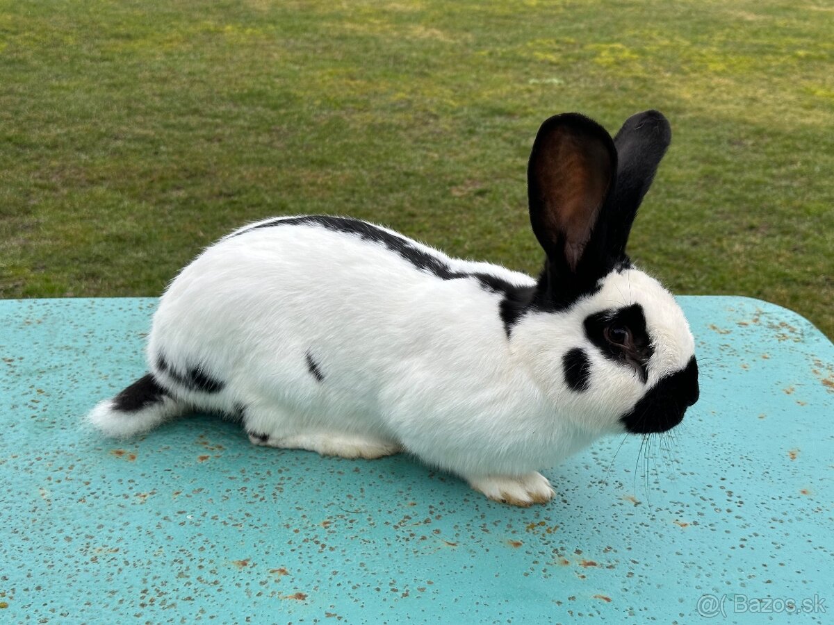 Nemecký strakač - 3