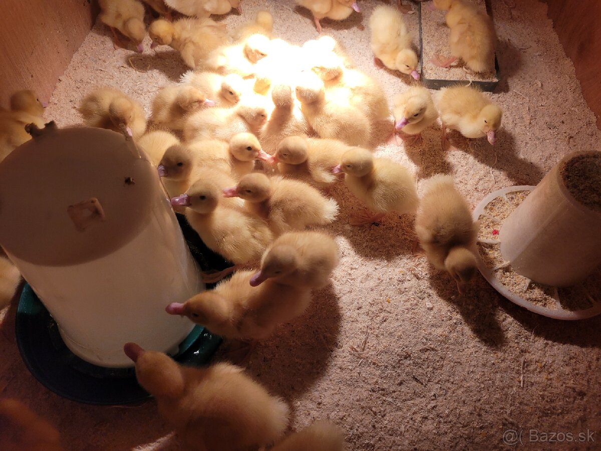 Brojlerove pekingske kačice - 3