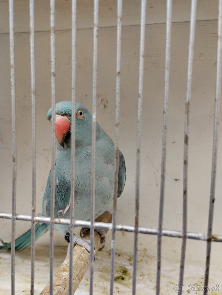 Predám Alexander malý - 3