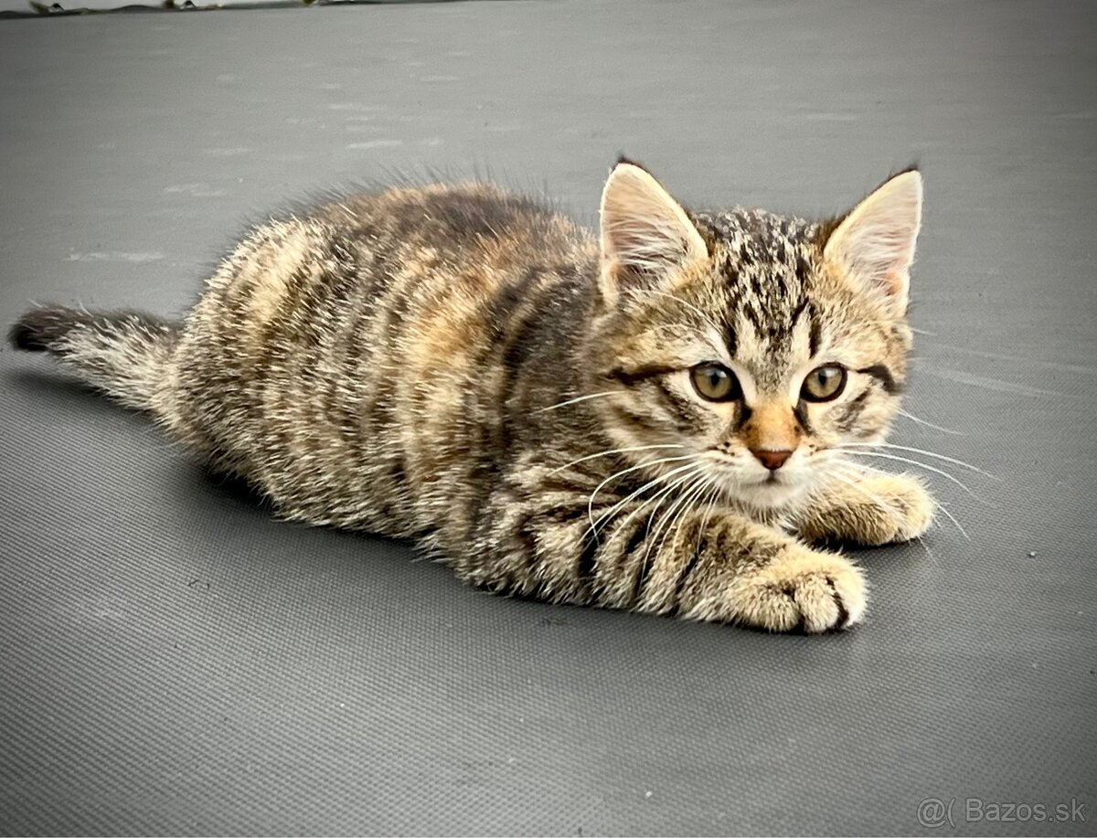 Mačiatko - 3