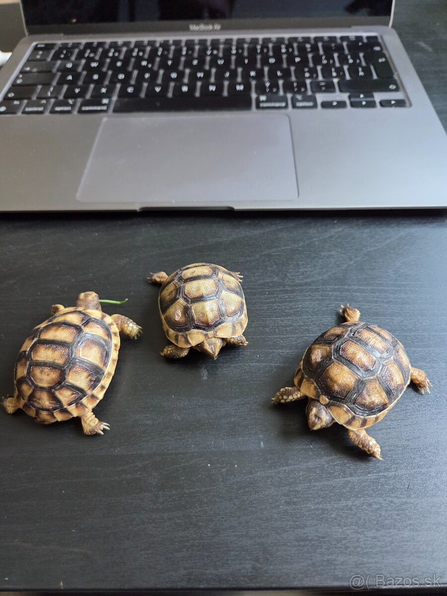 Suchozemska korytnačka obrubena/zltocierna/marginata - 3