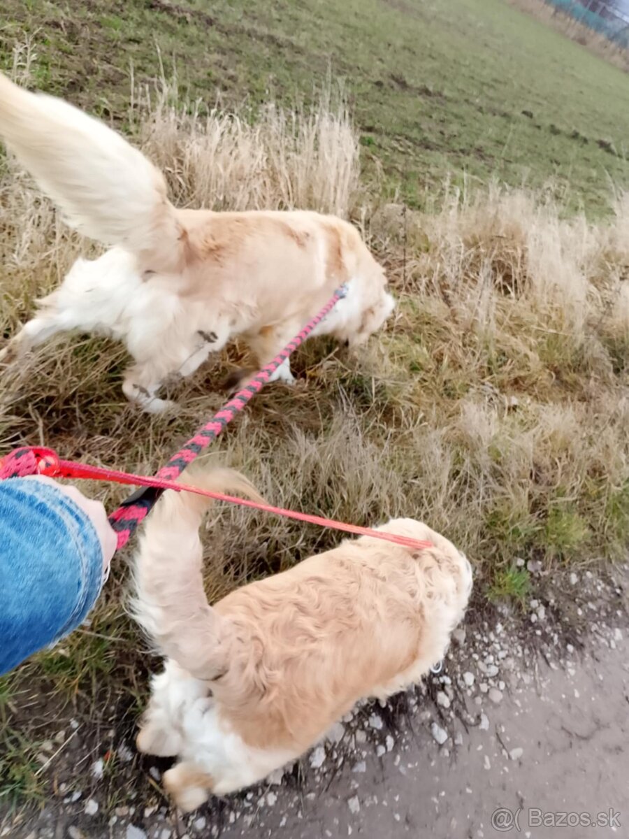 Zlatý retriever - 3