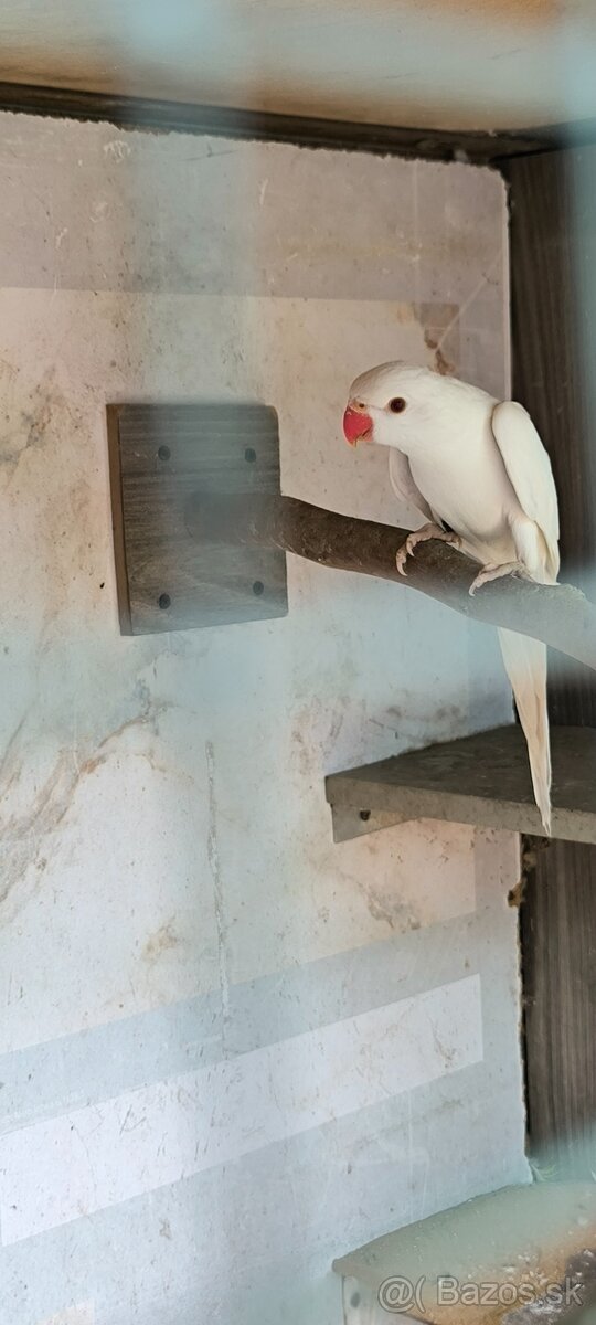 Alexander fúzatý , malý - 3