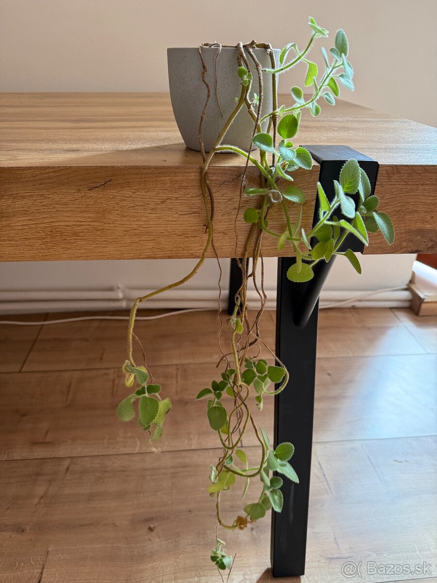 Rastliny Tradescantia a Nadchovník - 3