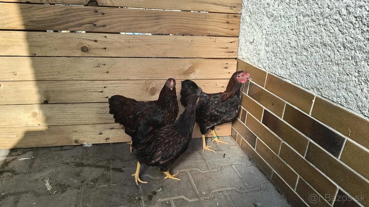 Wyandotka Zdrobnela - 3