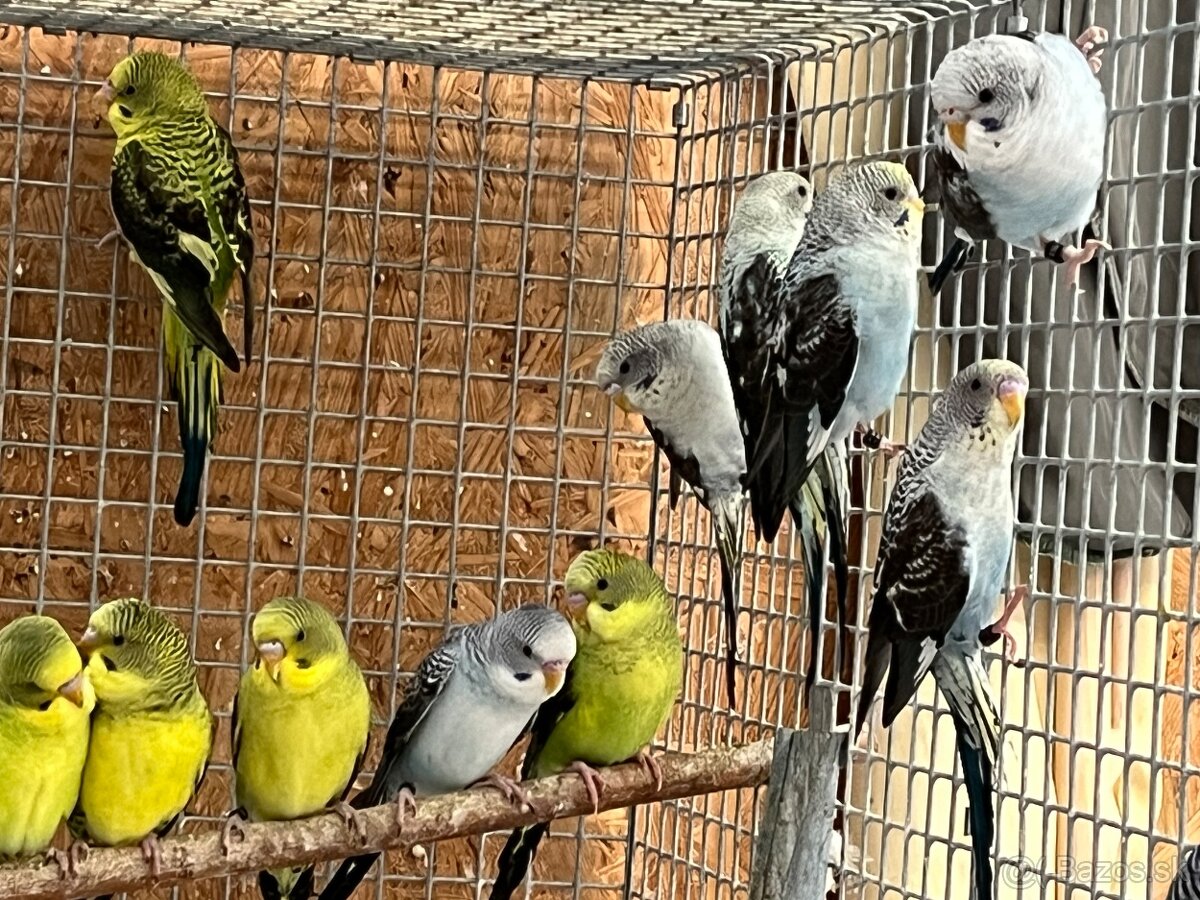 Blackwing andulky - 3