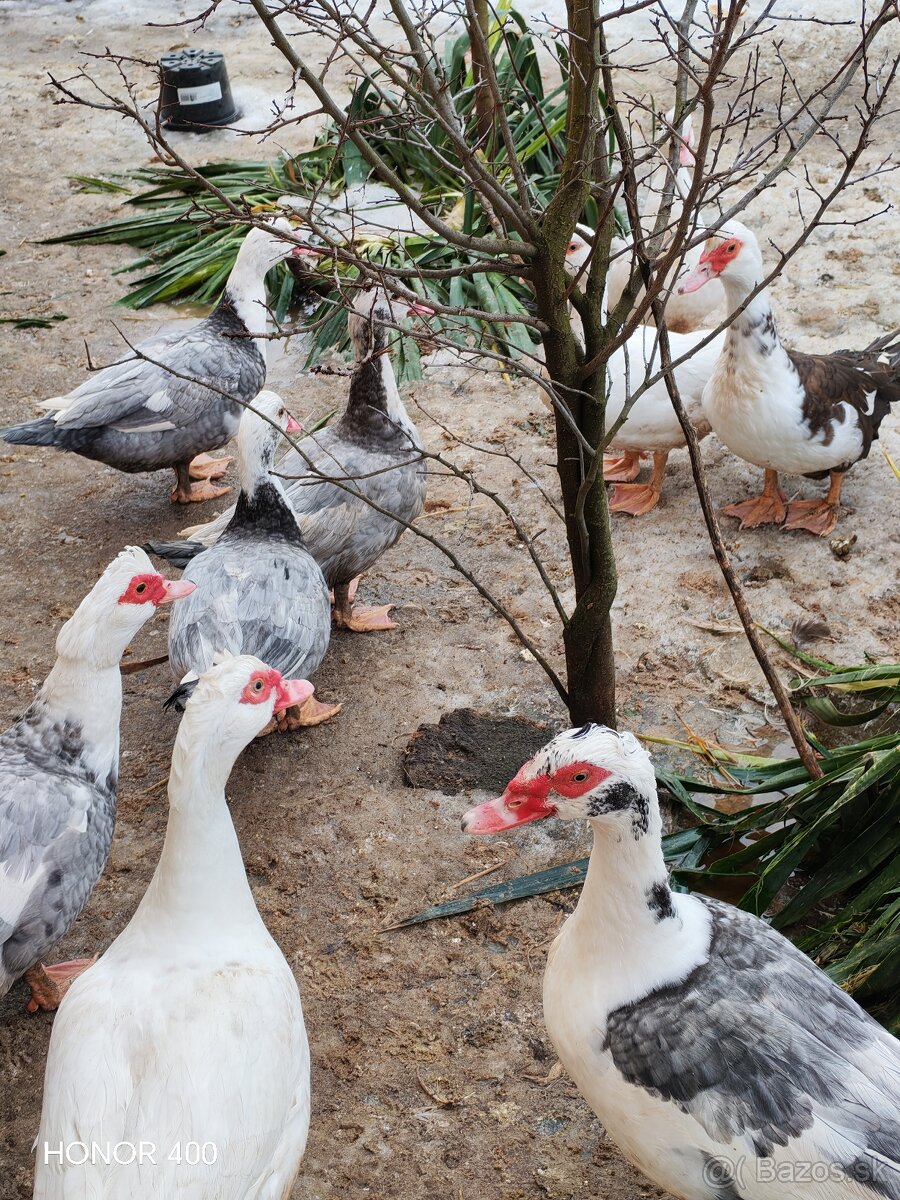 Mladé pižmove kačky - 3