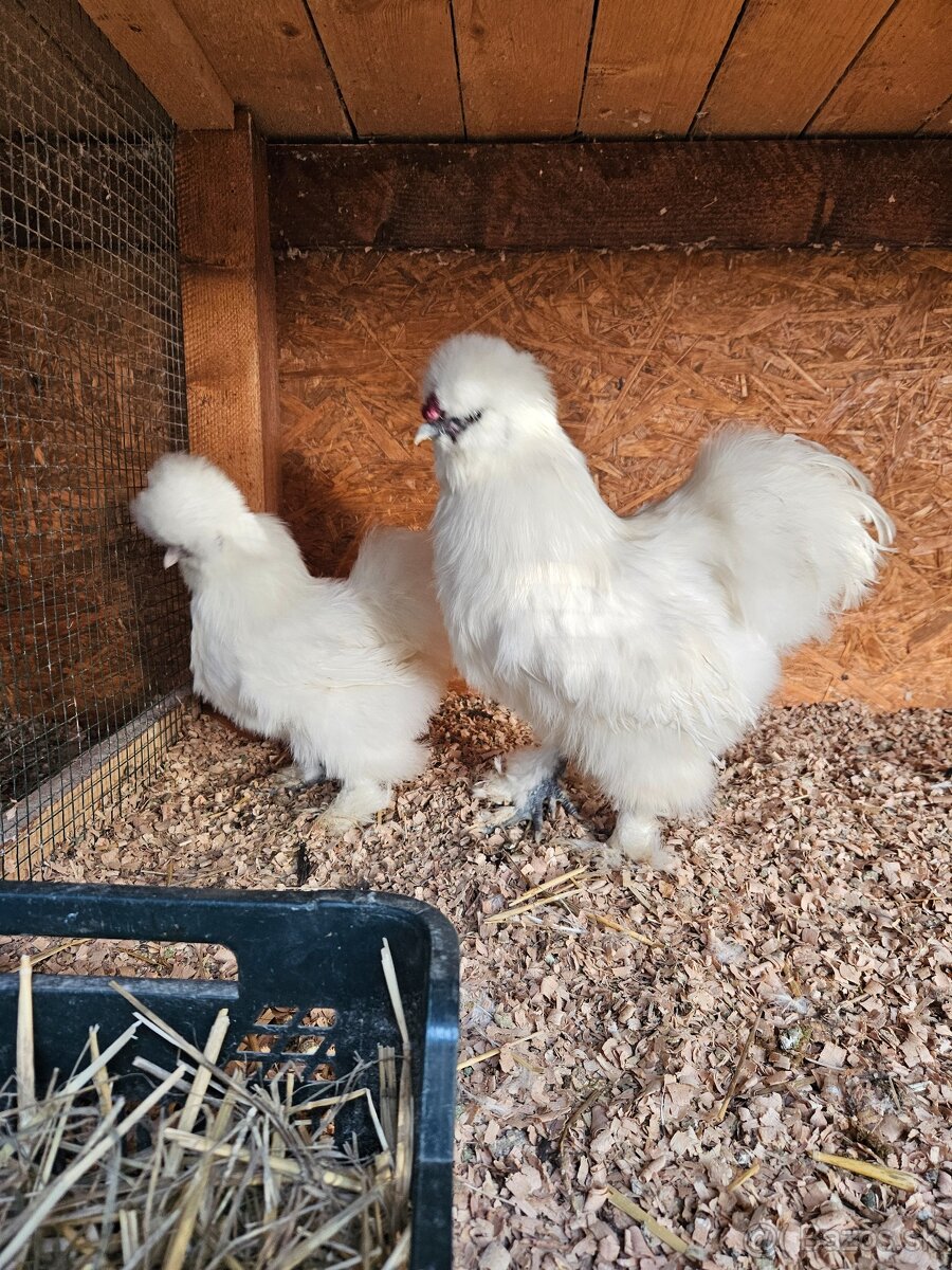 Hodvabnicky vajcia - 3