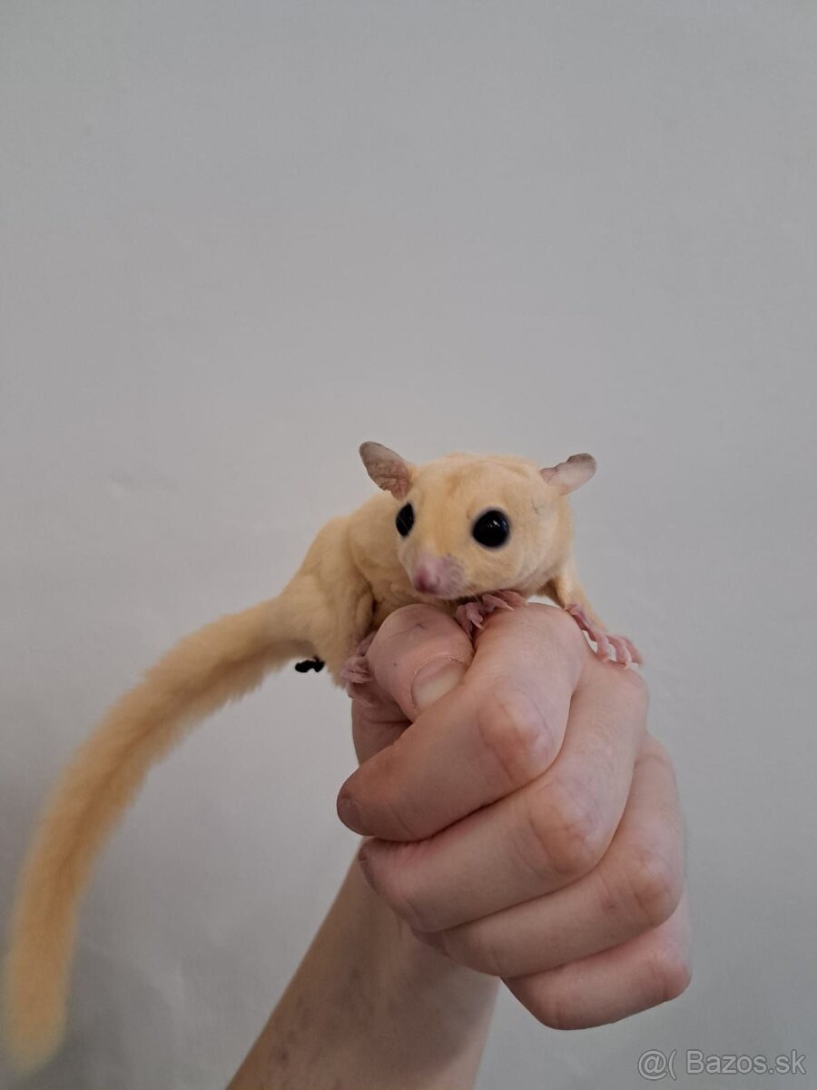 Predám veveričky - 3